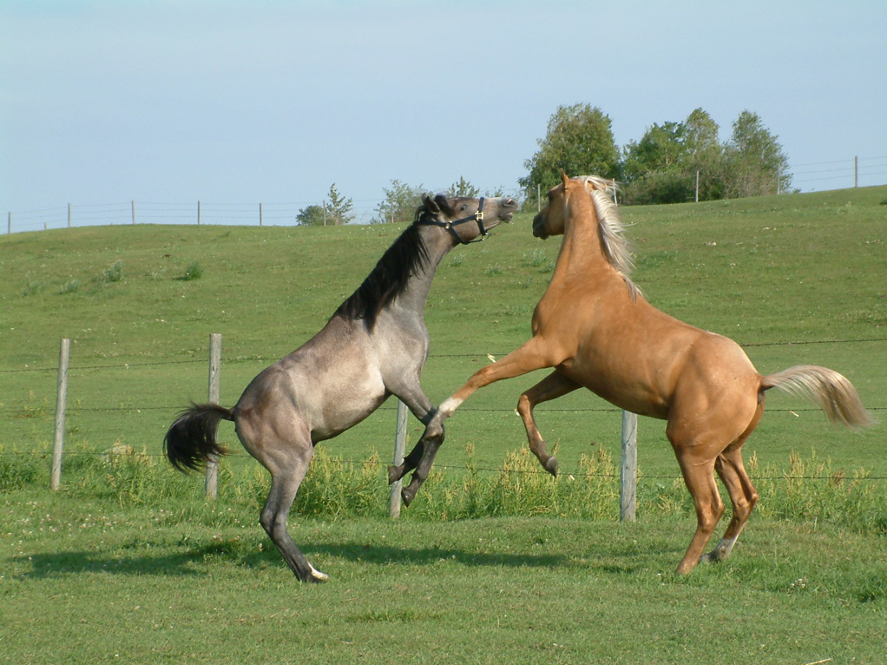 Frolicking colts!
